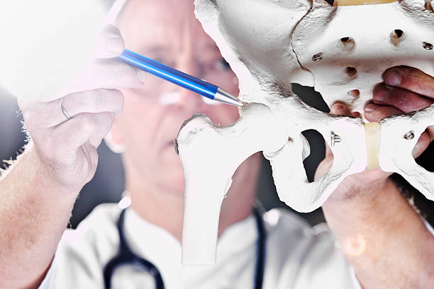 A male doctor, pointing at the plastic model of a human hip joint. XXL size image.